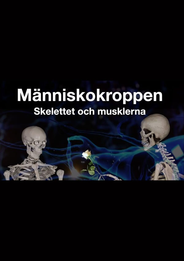 Menneskekroppen - skjelettet og musklene