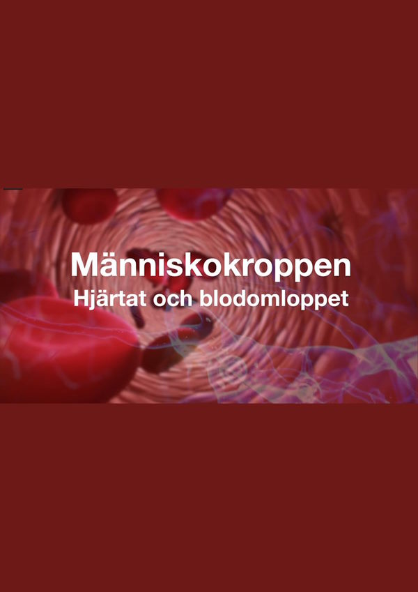 Menneskekroppen - hjertet og blodsirkulasjonen